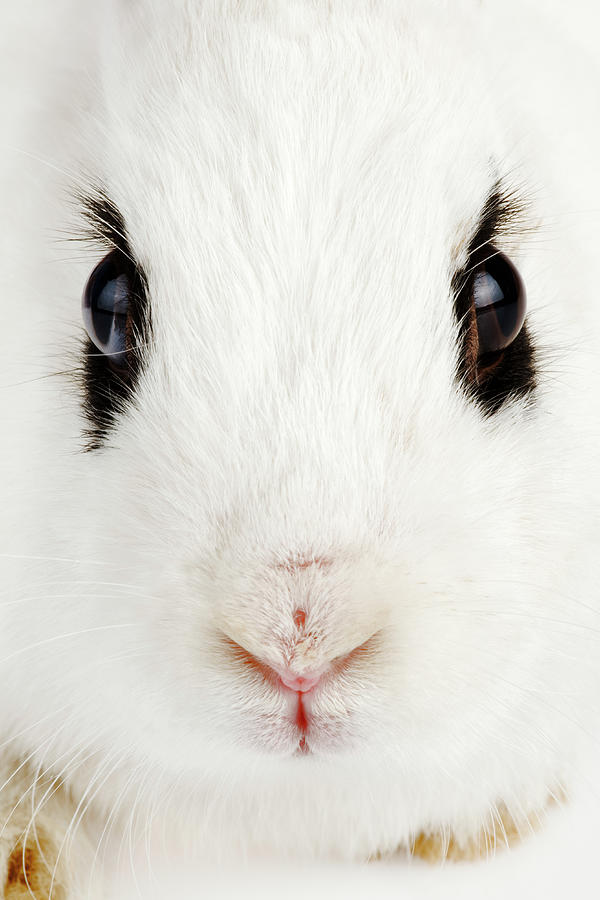 English Rabbit Oryctolagus Cuniculus Photograph by Martin Harvey