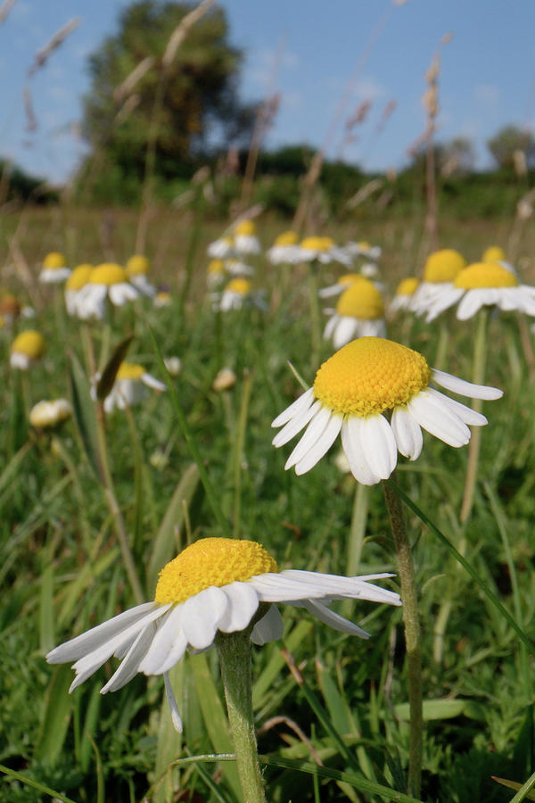 English / Roman Chamomile Flowering On Grazed Heathland Photograph by ...