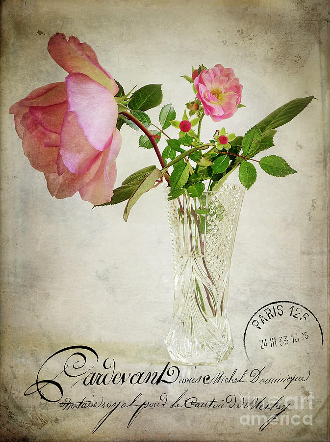 English Rose Digital Art by Edmund Nagele FRPS