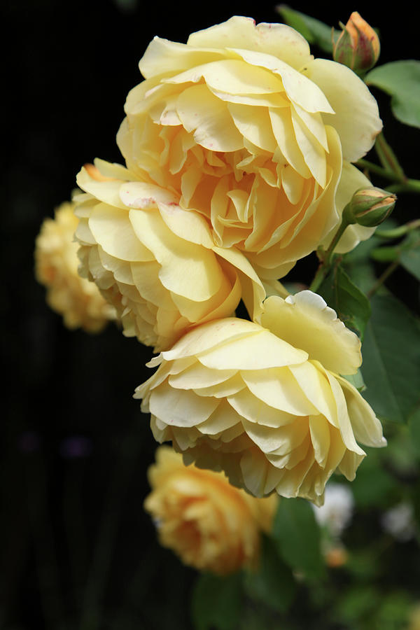 English Rose golden Celebration Photograph by Sonja Zelano