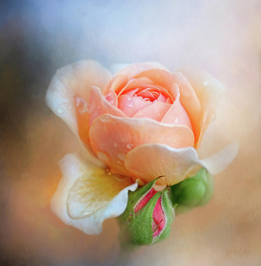 English Rose Digital Art by Joanna Kovalcsik