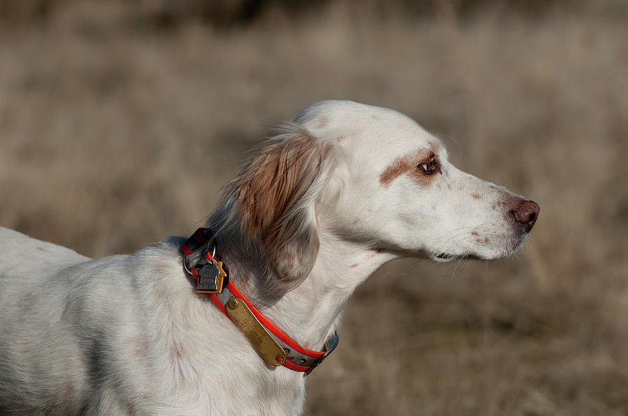 English Setter On Point Photograph by William Mullins