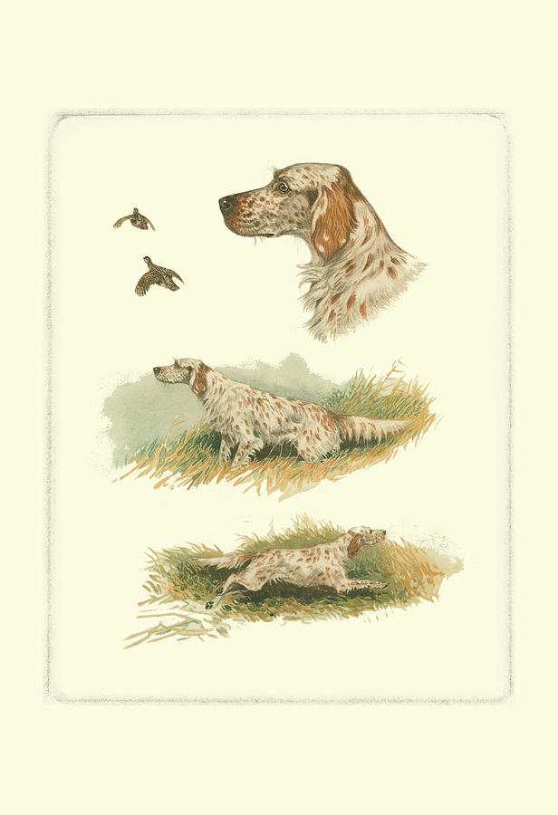 Dog Painting - English Setter by Rial