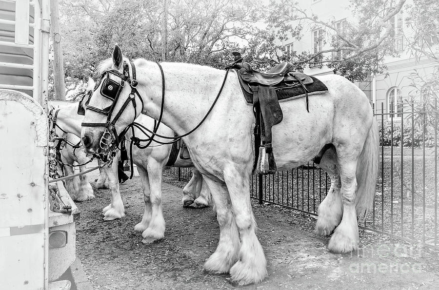 English Shire Draft Horse BW Photograph by Kathleen K Parker