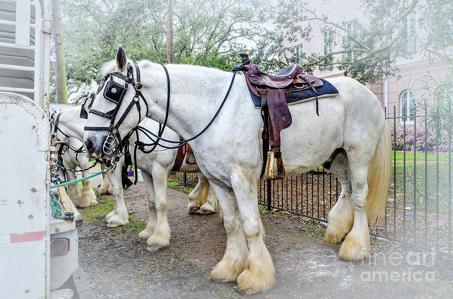 English Shire Draft Horse Photograph by Kathleen K Parker