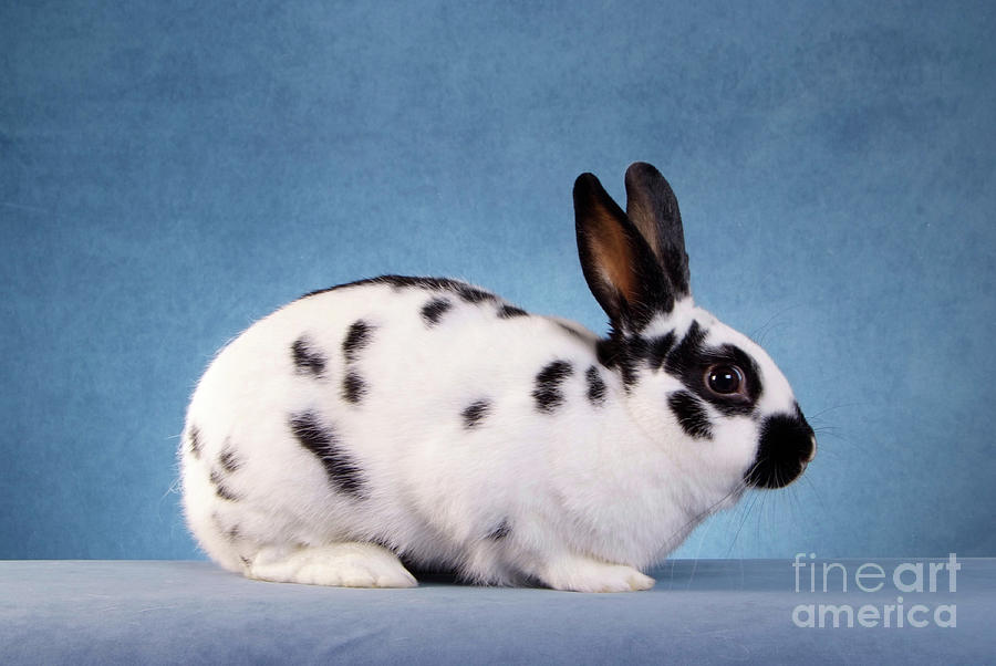 english spot rabbit