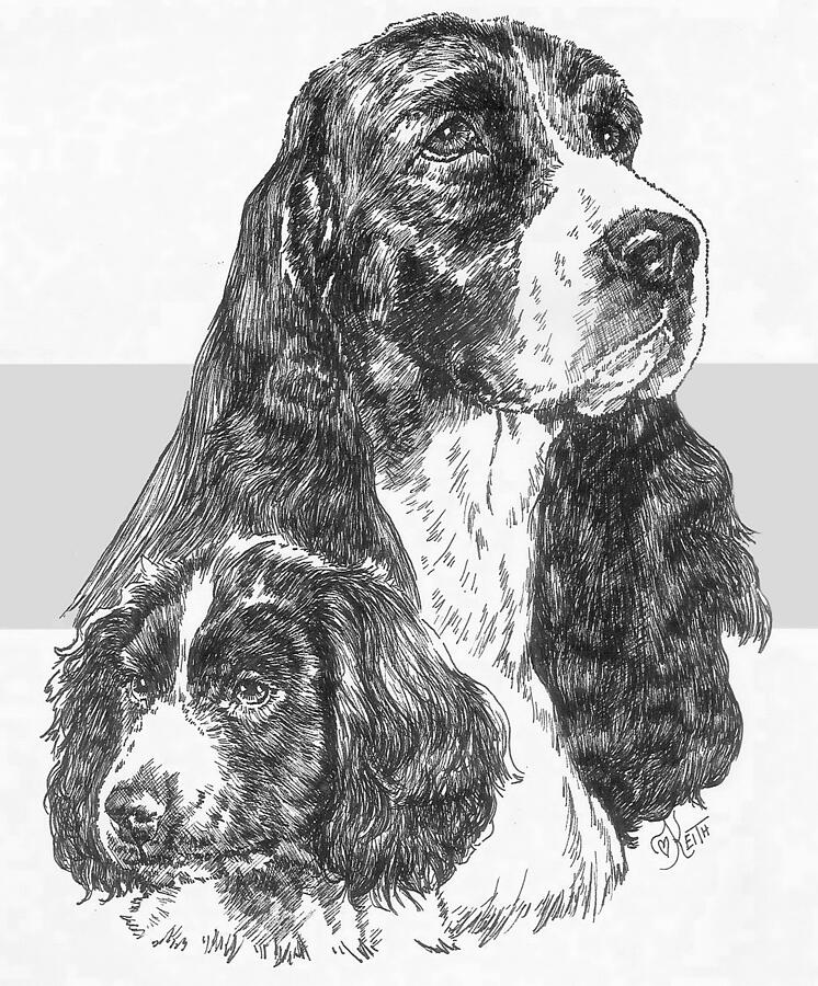 English Springer Spaniel and Pup Drawing by Barbara Keith - Fine Art ...