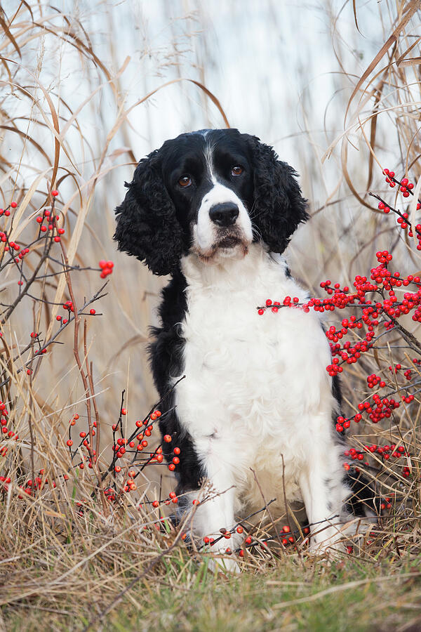 English Springer Spaniel By Red Berries, Wild Grasses Photograph by Lynn M Stone / Naturepl.com English Springer Spaniel By Red Berries, Wild Grasses Photograph by Lynn M Stone / Naturepl.com