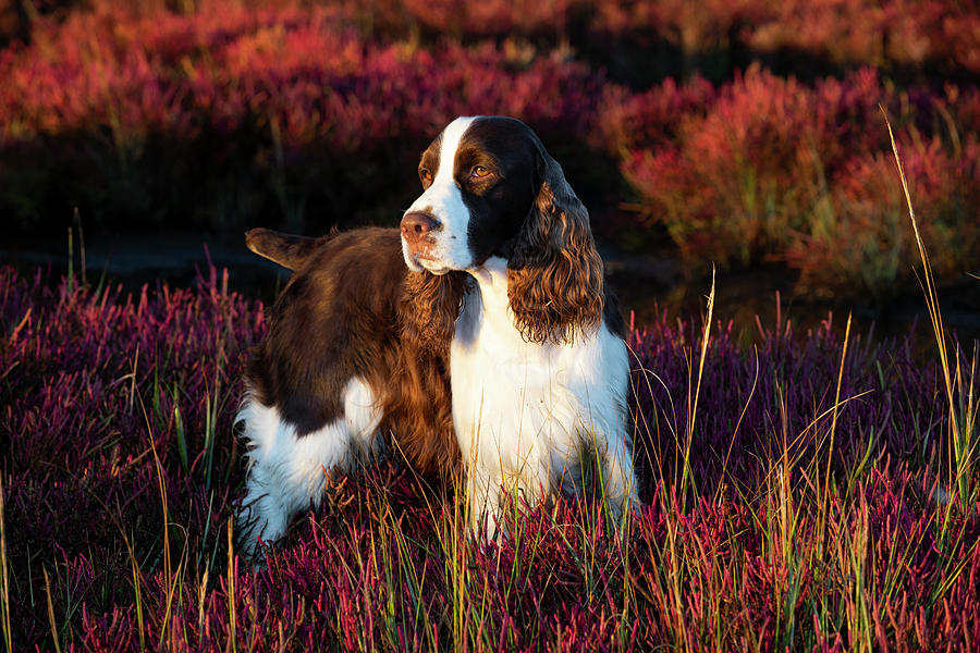 English Springer Spaniel Standing In Saltmarsh In Autumn. Photograph by Lynn M Stone / Naturepl.com English Springer Spaniel Standing In Saltmarsh In Autumn. Photograph by Lynn M Stone / Naturepl.com