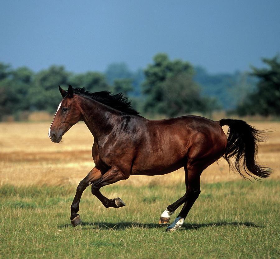 how-far-can-a-horse-travel-in-a-day-the-horse-dispatch