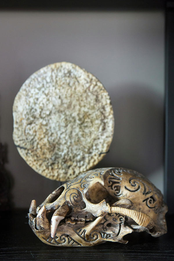 Engraved Animal Skull In Display Case Photograph by Anne-catherine Scoffoni