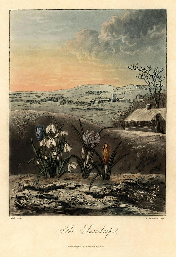 Engraved by William Dunkarton Temple of Flora, Lottery edition, London, 1812... Painting by Album