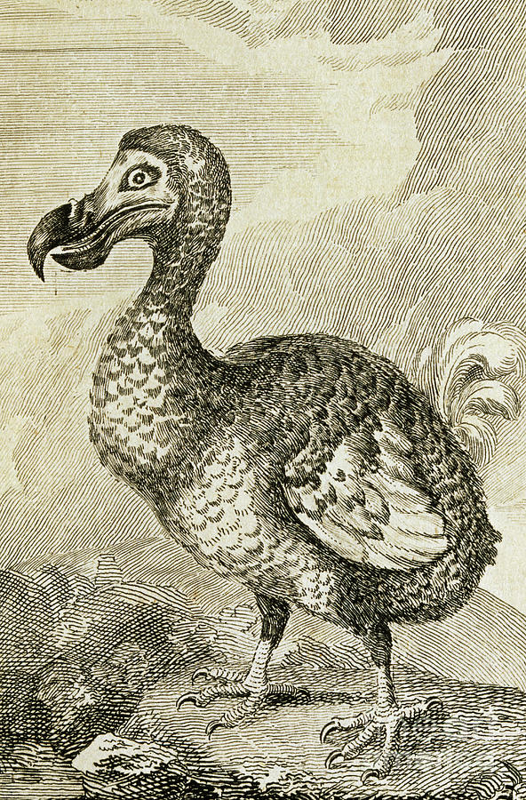Engraving Of A Dodo Photograph by George Bernard/science Photo Library