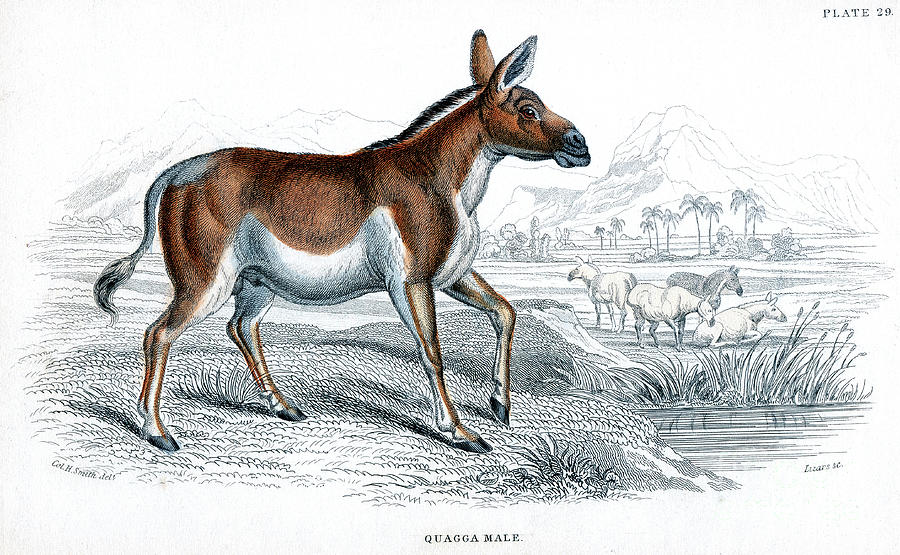 Engraving Of A Quagga, C1830 Drawing by Print Collector