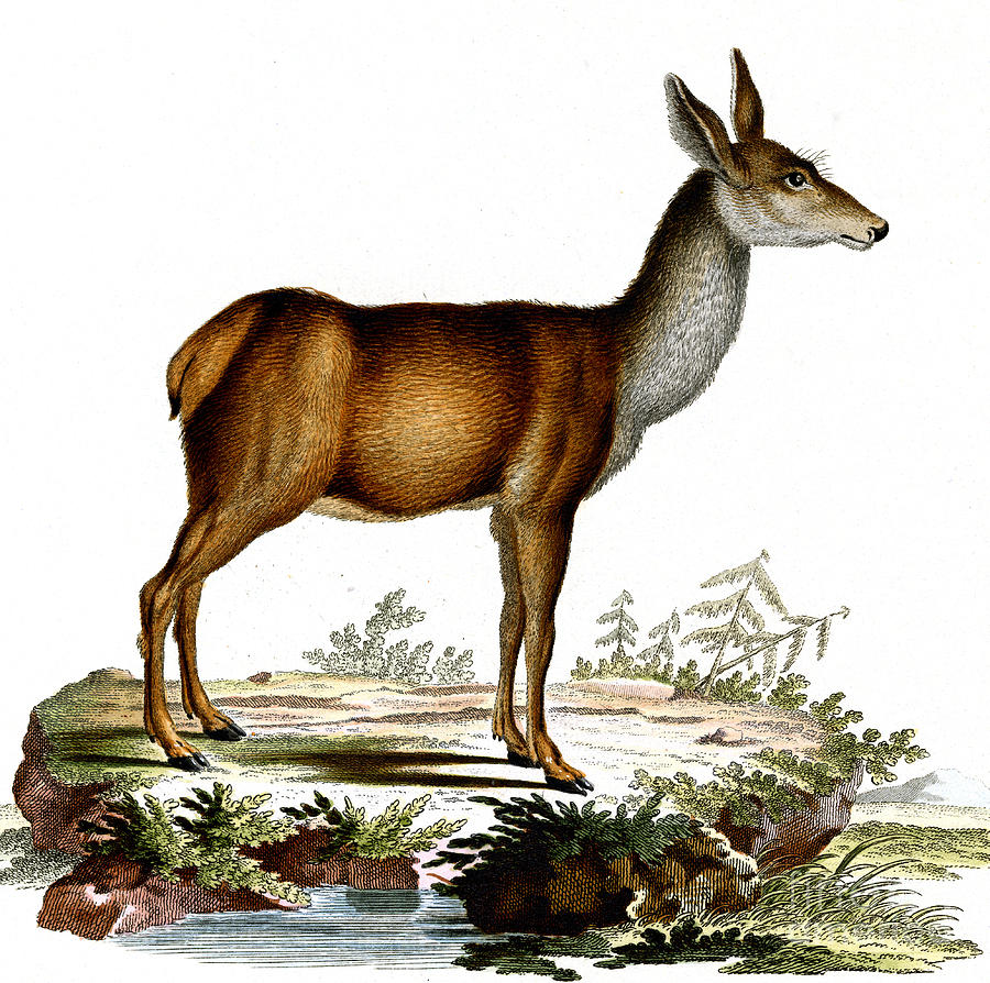Engraving of a Red Deer  Drawing by German School
