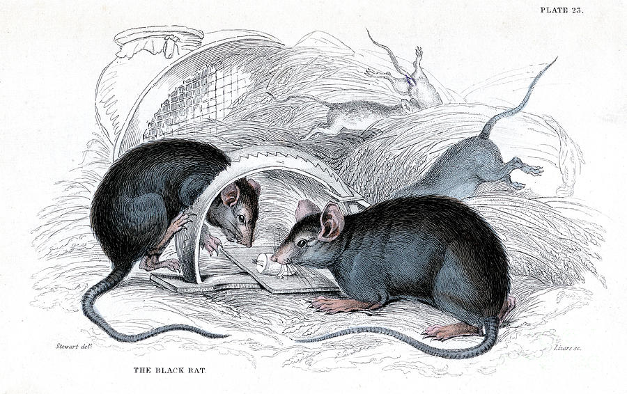 Engraving Of Black Rat Caught In Trap Drawing by Print Collector
