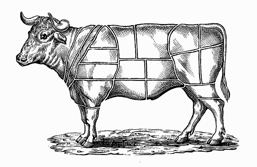 Engraving Of Cow Divided Into Sections Photograph by Ikon Images