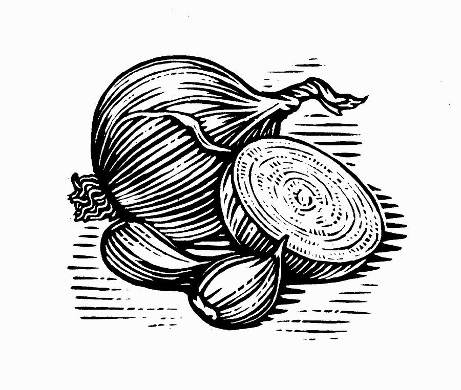 Engraving Of Onions And Garlic Photograph by Ikon Images