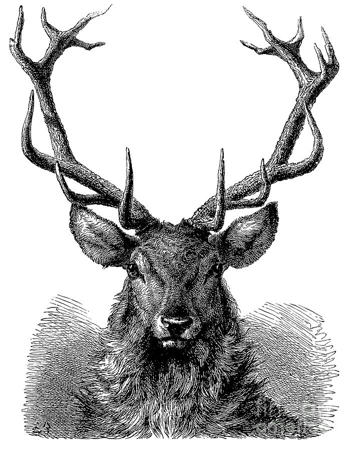 Engraving of the Head of a Red Deer, in which the Antler is fully developed  Drawing by English School