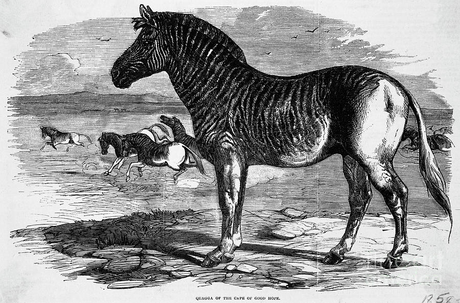 Zebra Photograph - Engraving Of Zebra Relative In Africa by Bettmann