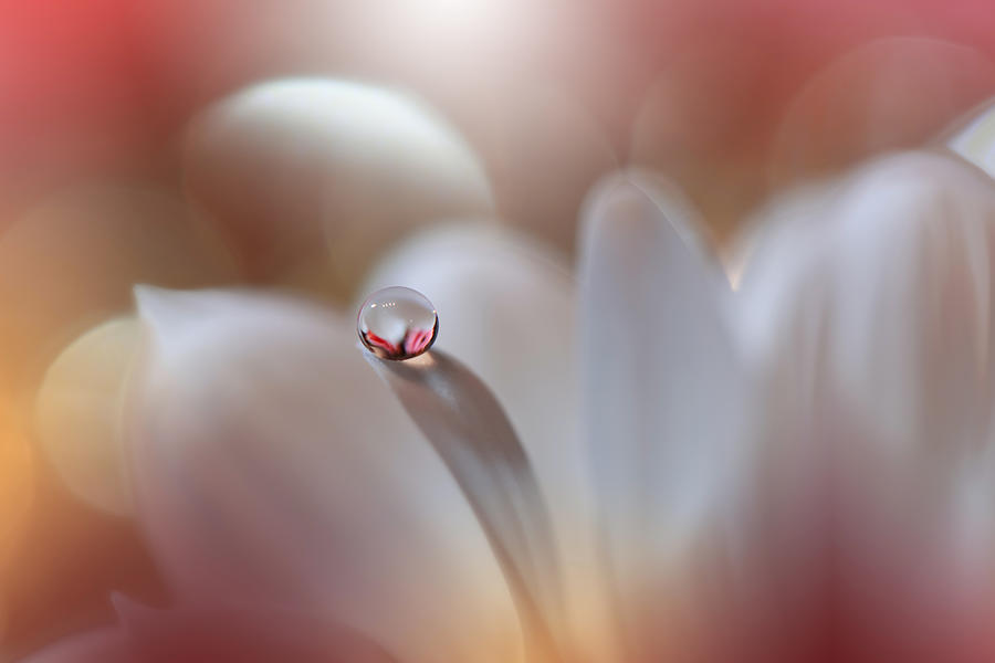 Enigma.. Photograph by Juliana Nan - Fine Art America