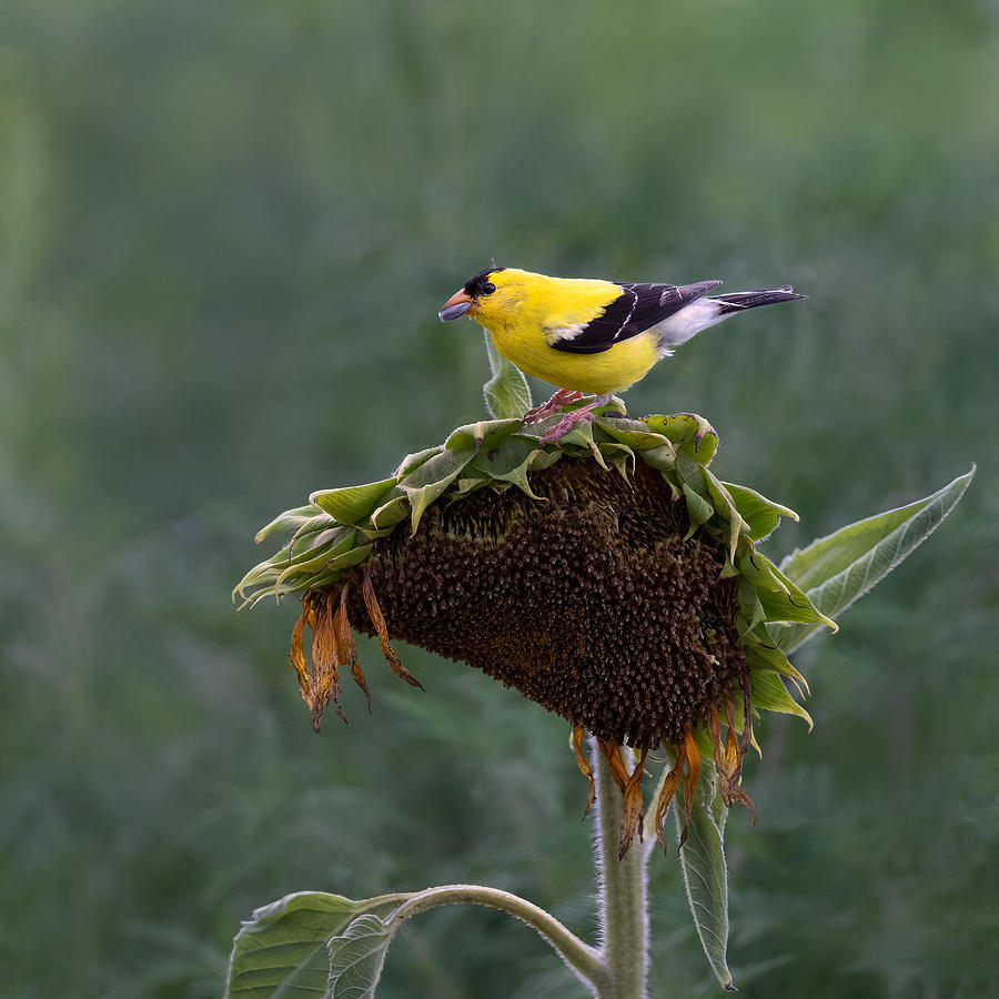 Nature Photograph - Enjoy Sunflower Seeds by Rong Wei
