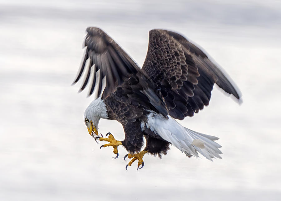Eagle Photograph - Enjoy The Little Moment by Qing Zhao