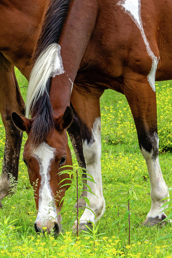 Enjoying Spring Buttercups by Jack Peterson Enjoying Spring Buttercups by Jack Peterson