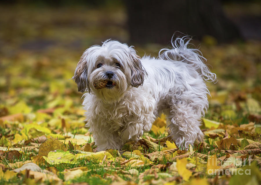 Dog Photograph - Enjoying the Season by Eva Lechner