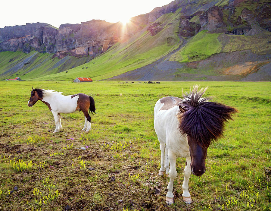 Horse Photograph - Enjoying the sunset by Mercedes Noriega Horse Photograph - Enjoying the sunset by Mercedes Noriega