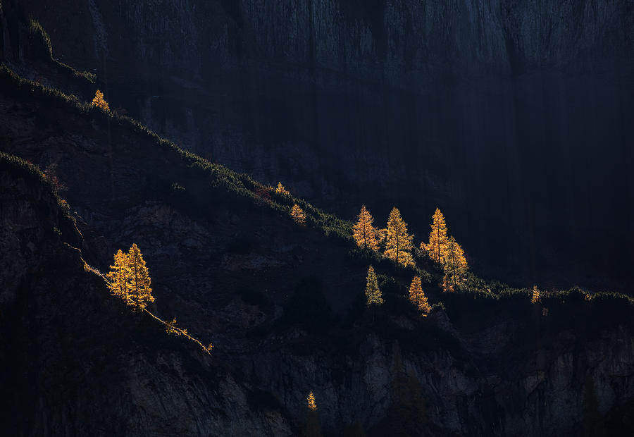 Tree Photograph - Enlightened by Uschi Hermann
