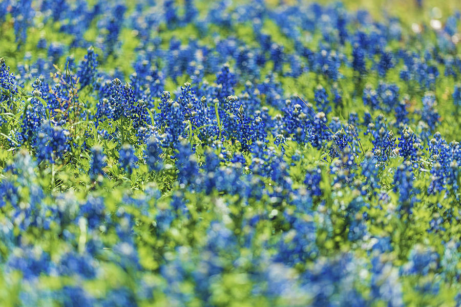 Ennis Bluebonnets Photograph by Peter Hull