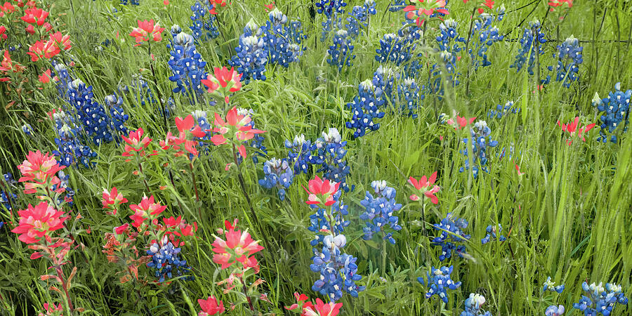 America Photograph - Ennis Texas Bluebonnet Trail Colorful Nature Panorama by Gregory Ballos