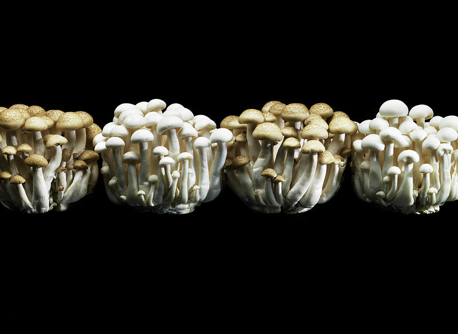 Enoki Mushrooms Colonies Shot On Black Photograph by Maren Caruso