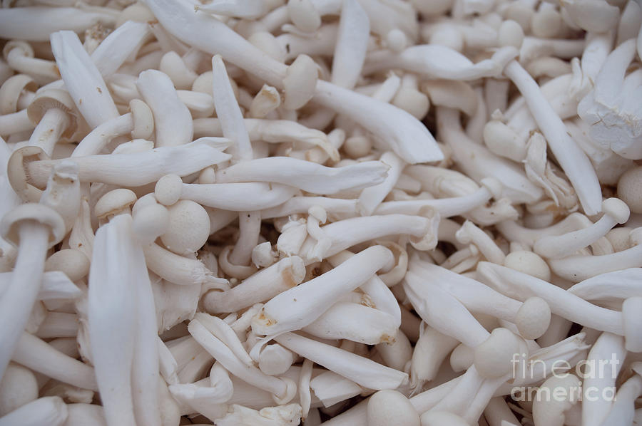 Enoki skinny white mushrooms Photograph by Christy Garavetto
