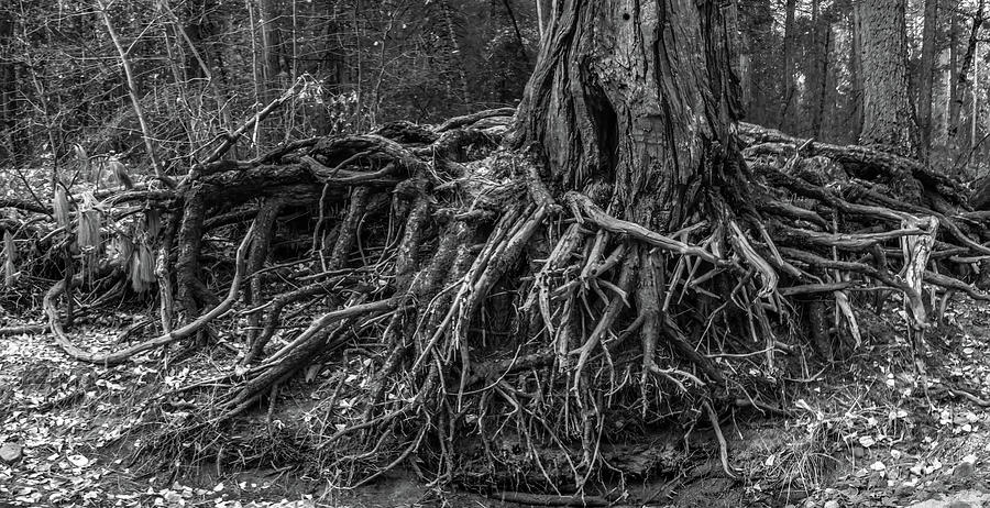 Enormous Tree And Roots By The River Photograph by Alex Grichenko