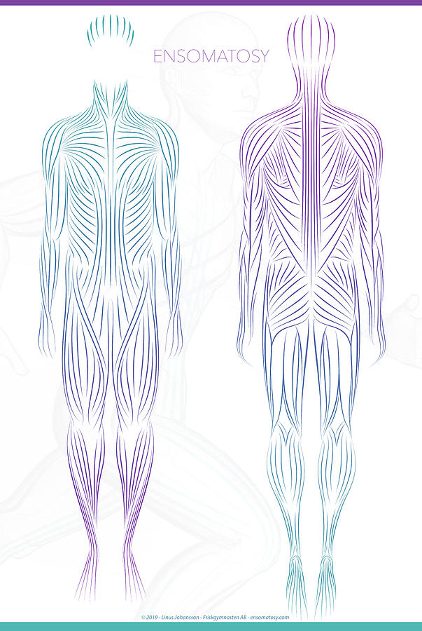 Anatomy Digital Art - ENSOMATOSY - Front and back by Linus Johansson