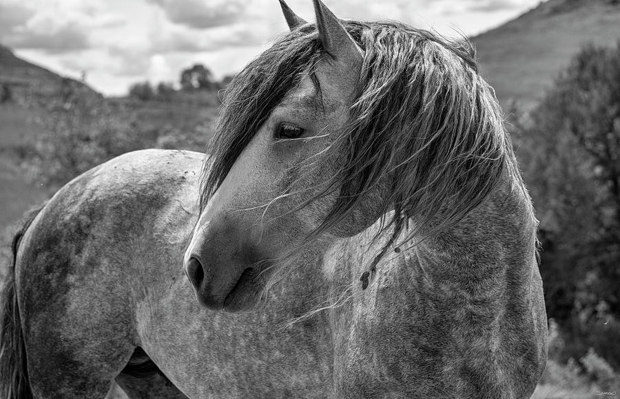 Mustang Photograph - Enter The Badlands B&w-5285 by Gordon Semmens