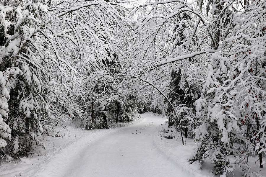 Entering a Winter Wonderland Photograph by David T Wilkinson