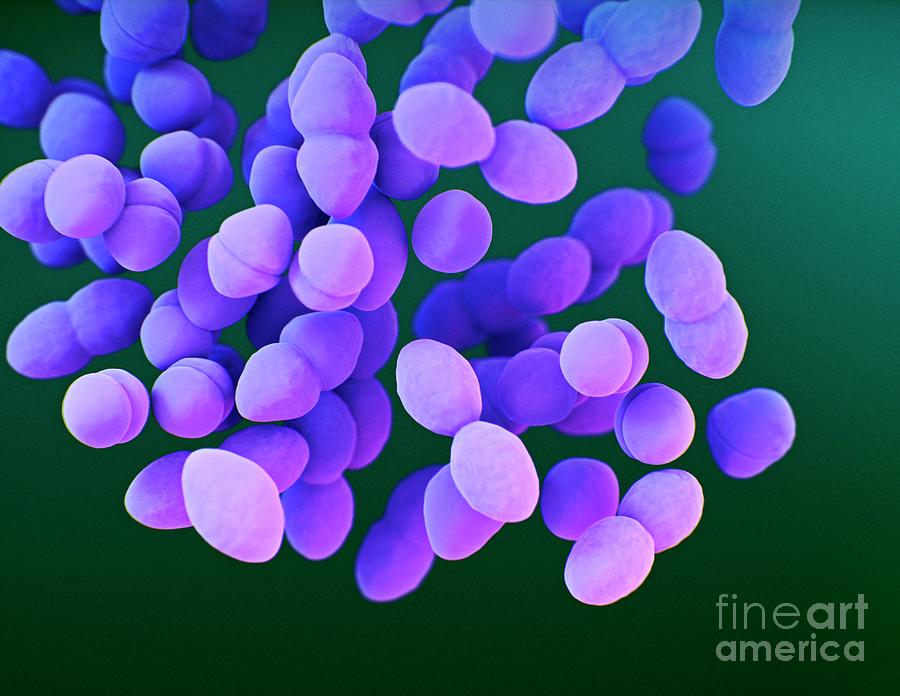 Enterococci Bacteria Photograph by Jennifer Oosthuizen/science Photo ...