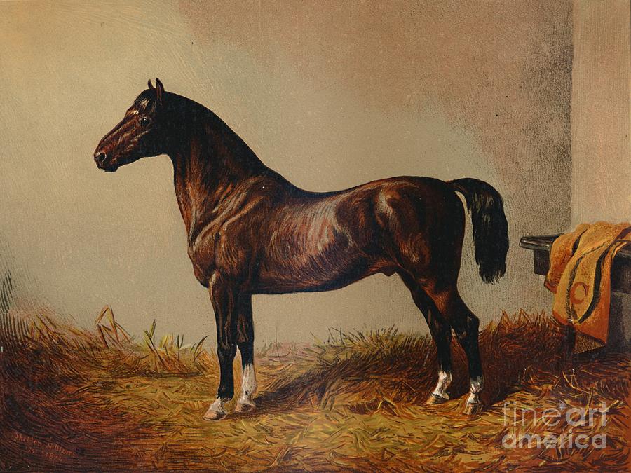 Entire Pony Hack Don Carlos Drawing by Print Collector Entire Pony Hack Don Carlos Drawing by Print Collector