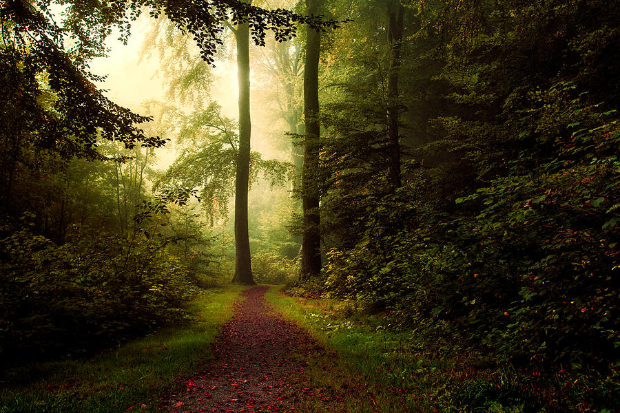 Entrance To The Realm Of Nature. Photograph by Leif Løndal | Pixels