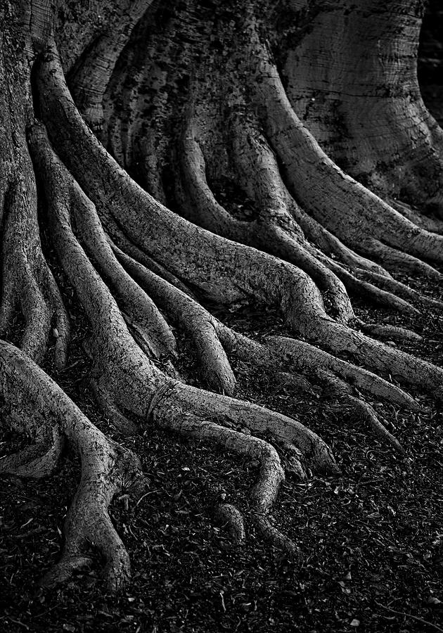 Tree Roots Photograph - Entrenched by Sd Smart