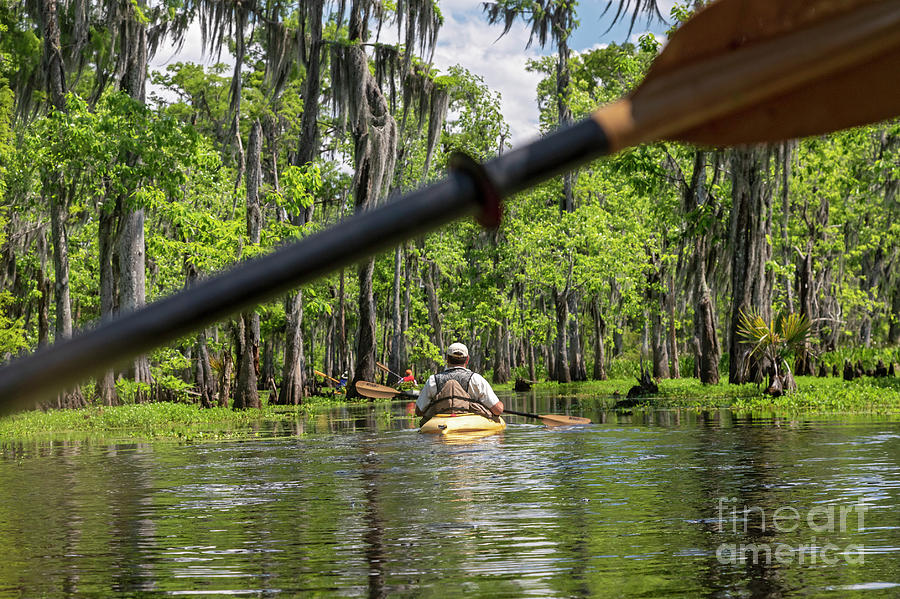 Environmental Kayak Tour Of Louisiana Swamp Photograph by Jim West/science Photo Library
