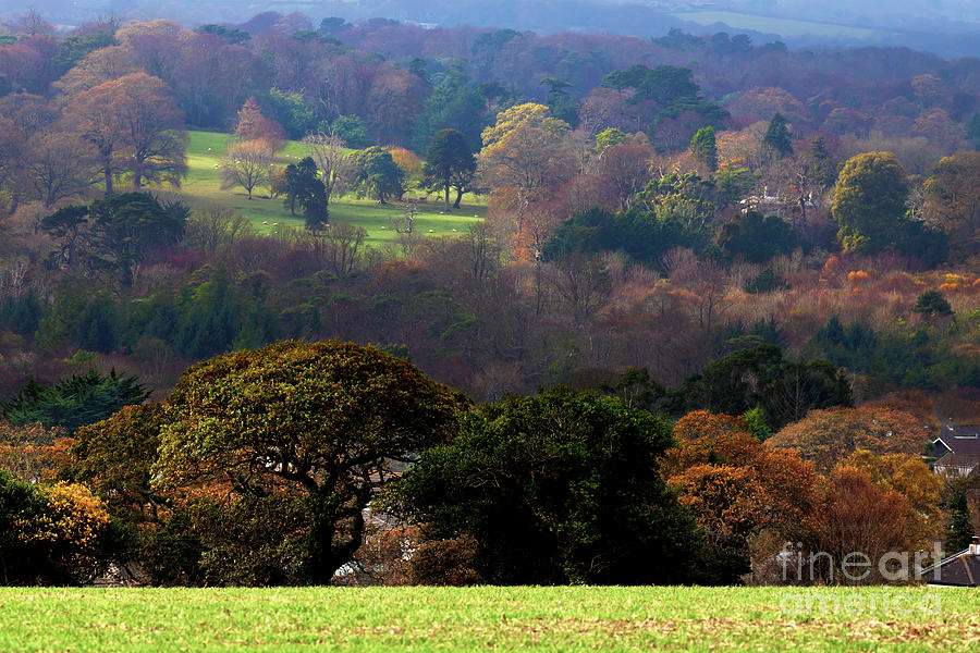Enys Trees In Autumn Photograph