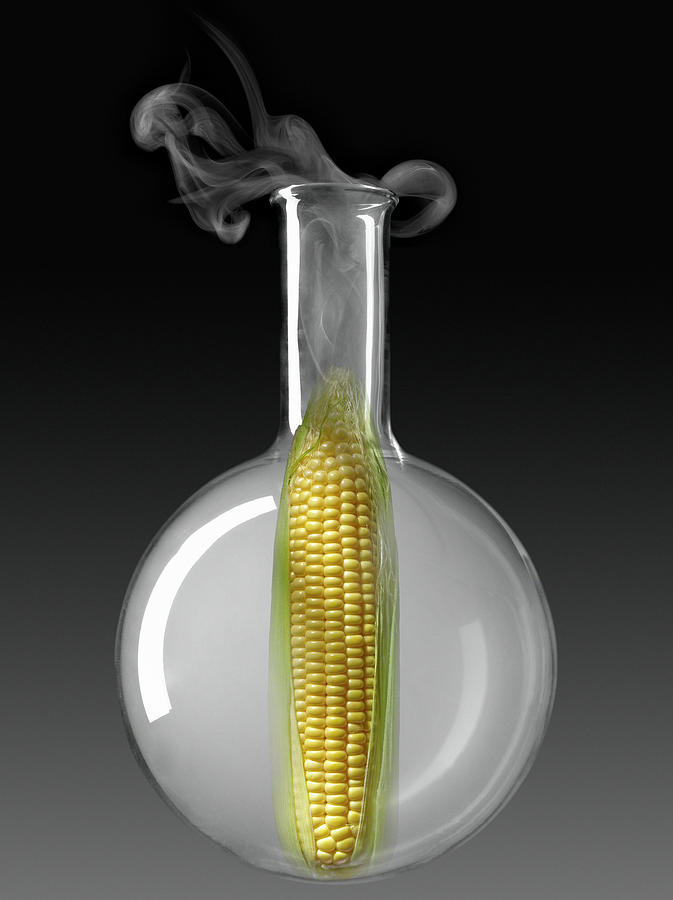 Cereal Photograph - Epi De Mais Dans Un Ballon De Chimie En Verre Corn On The Cob In A Glass Chemical Testing Bottle by Studio - Photocuisine