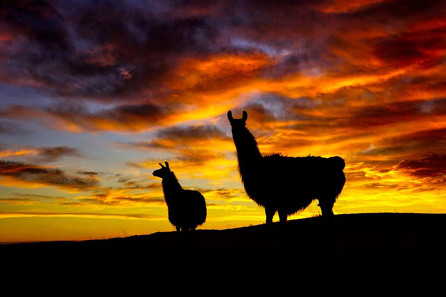 Epic Llama Sunrise by Bryan Smith Epic Llama Sunrise by Bryan Smith