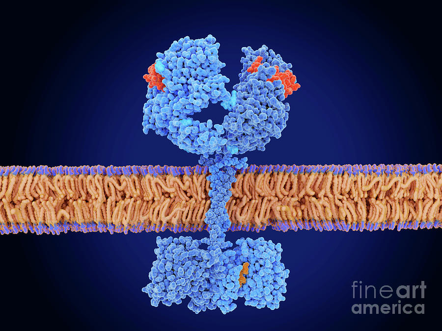 Epidermal Growth Factor And Receptor Complex Photograph By Juan ...