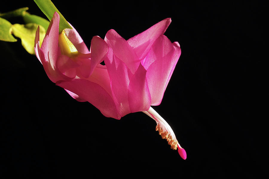 Epiphyllum Photograph - Epiphyllum by Christine AVIGNON Epiphyllum Photograph - Epiphyllum by Christine AVIGNON