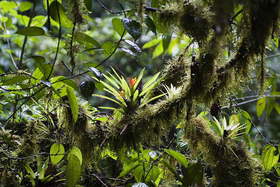 Epiphytes In Lowland Rainforest, Braulio Carrillo National Park, Costa ...